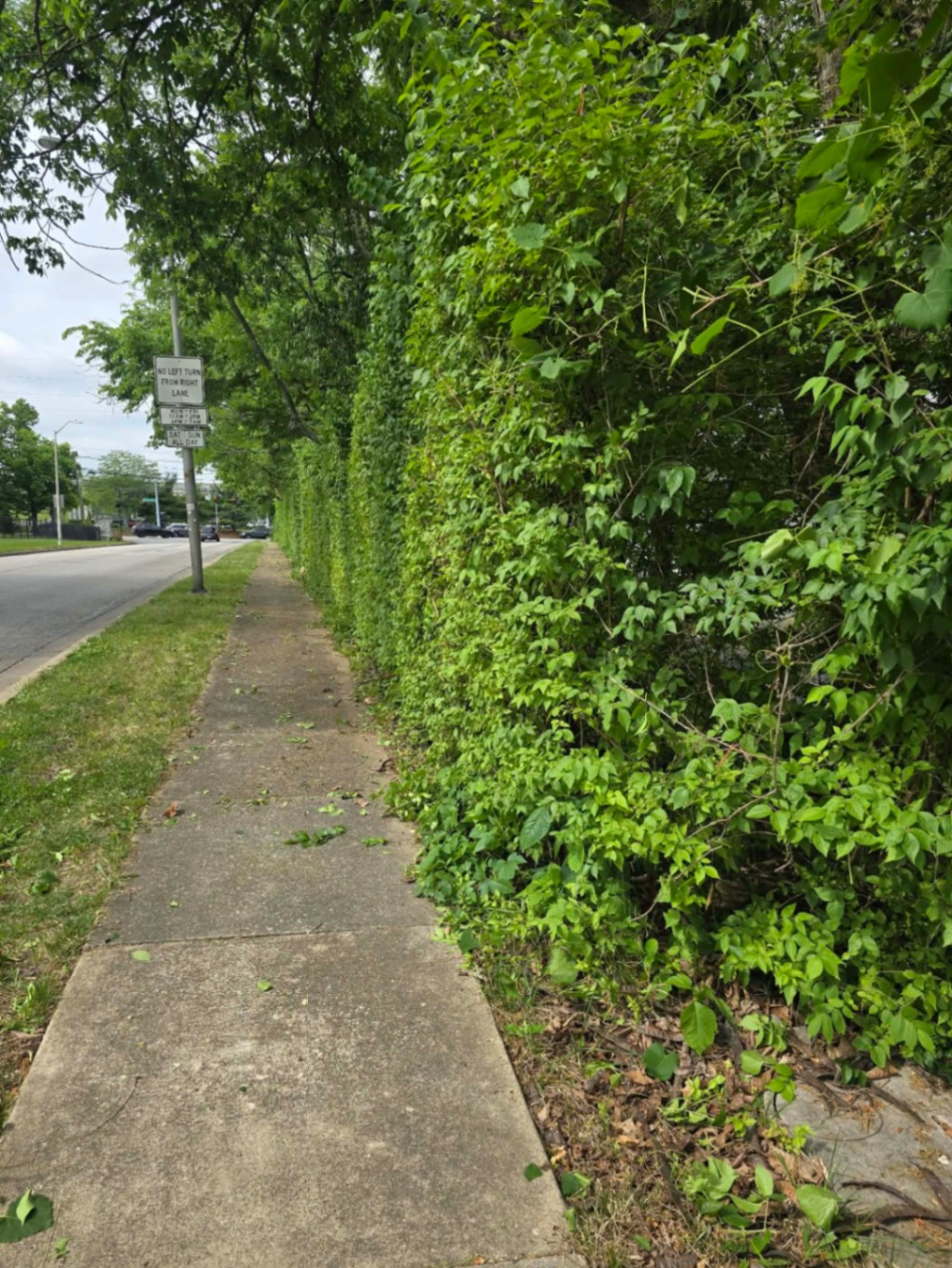 Roadside hedge taming