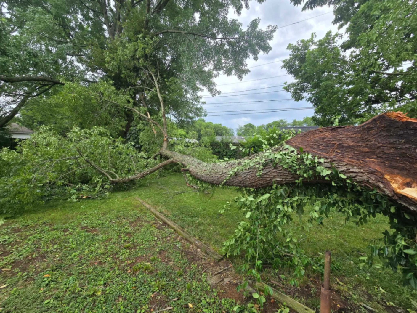 Storm-felled tree — backyard